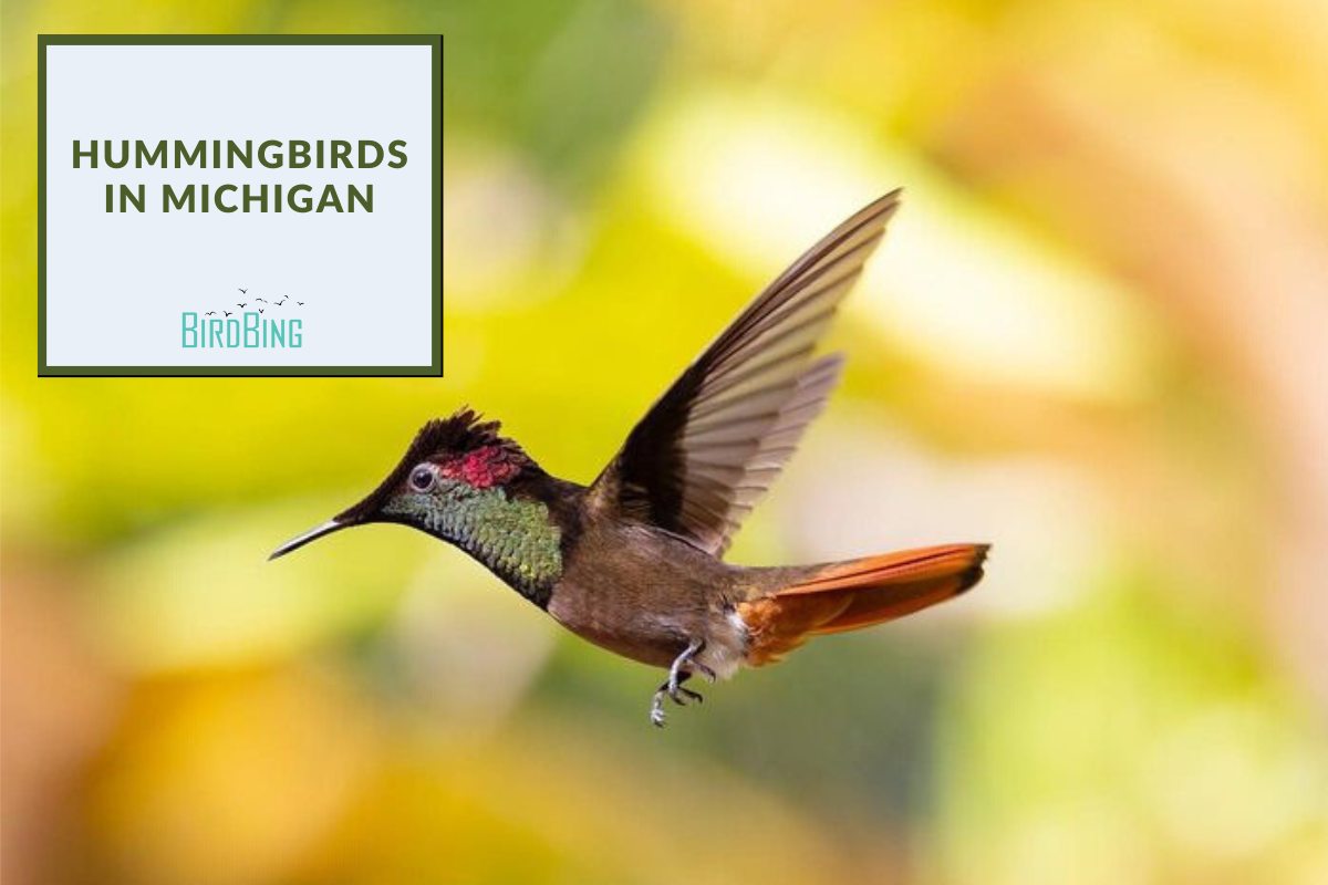 Hummingbirds In Michigan 6 Different Species