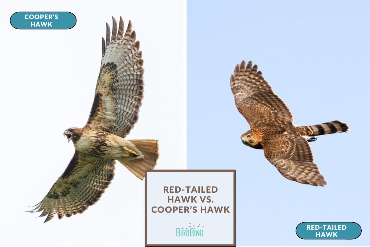 RedTailed Hawk Vs. Cooper's Hawk Differences In Identification